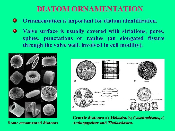 DIATOM ORNAMENTATION Ornamentation is important for diatom identification. Valve surface is usually covered with