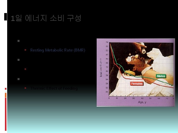 1일 에너지 소비 구성 60 ~ 75% : Resting Metabolic Rate (BMR) 15 ~