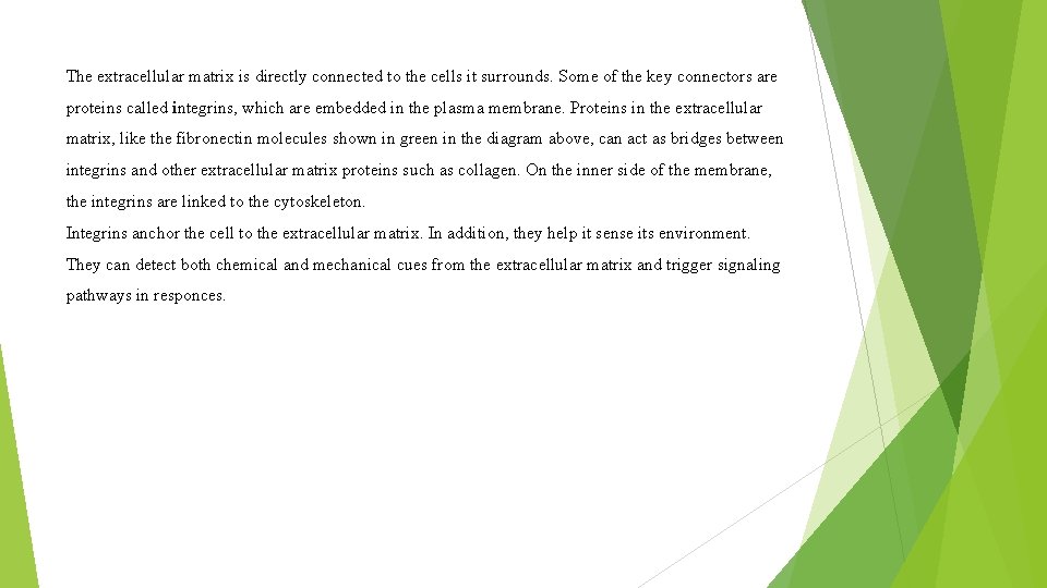 The extracellular matrix is directly connected to the cells it surrounds. Some of the The extracellular matrix is directly connected to the cells it surrounds. Some of the