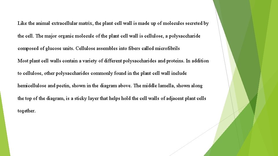 Like the animal extracellular matrix, the plant cell wall is made up of molecules Like the animal extracellular matrix, the plant cell wall is made up of molecules