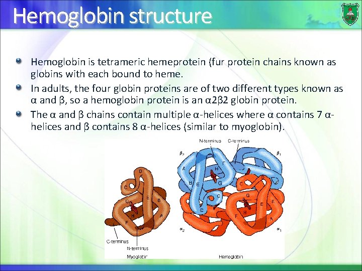 Hemoglobin structure Hemoglobin is tetrameric hemeprotein (fur protein chains known as globins with each