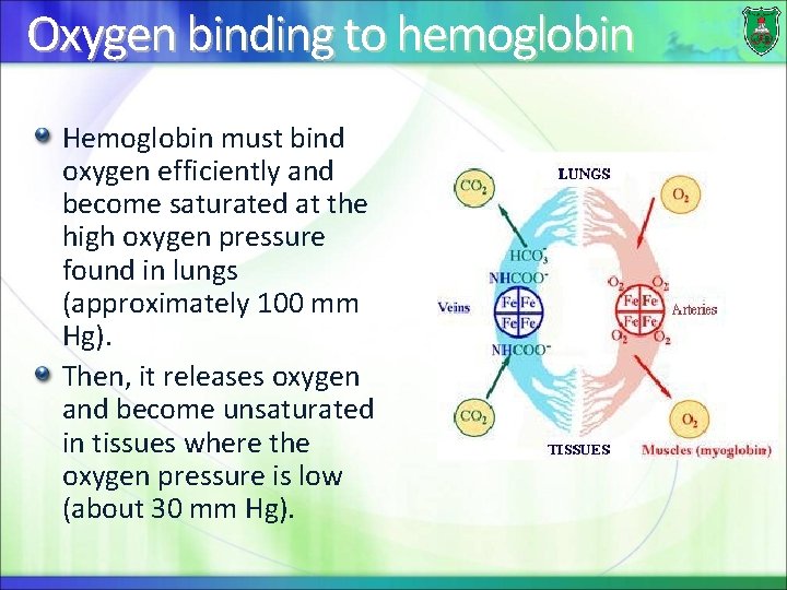 Oxygen binding to hemoglobin Hemoglobin must bind oxygen efficiently and become saturated at the