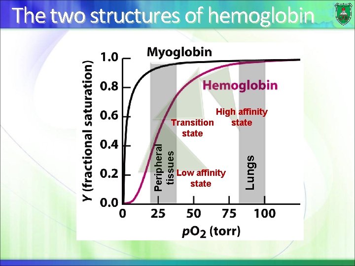 The two structures of hemoglobin Low affinity state Lungs Peripheral tissues High affinity state
