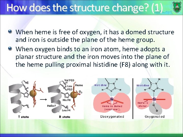 How does the structure change? (1) When heme is free of oxygen, it has