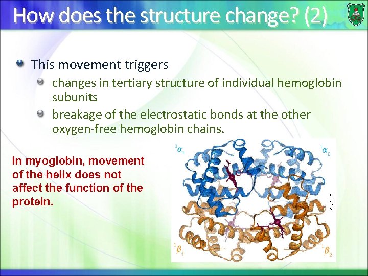 How does the structure change? (2) This movement triggers changes in tertiary structure of