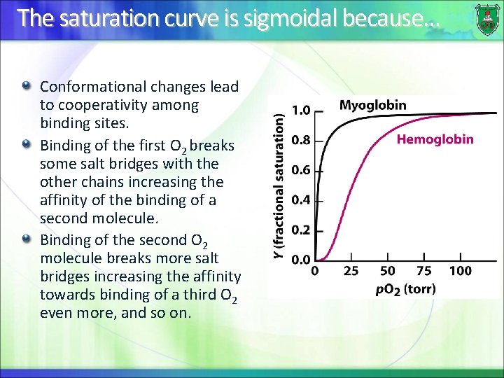The saturation curve is sigmoidal because… Conformational changes lead to cooperativity among binding sites.