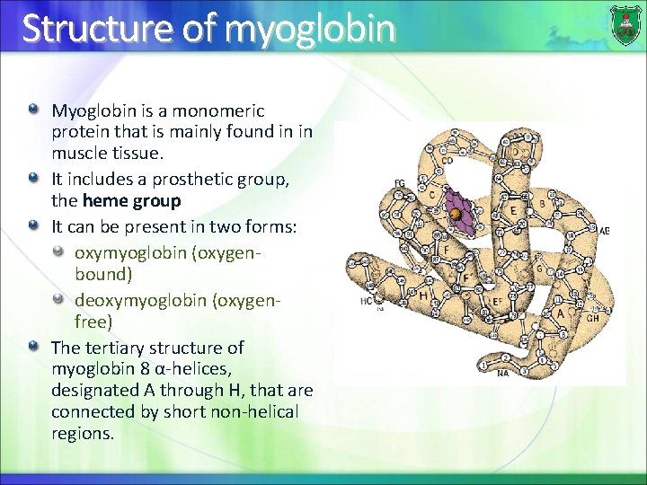 Structure of myoglobin Myoglobin is a monomeric protein that is mainly found in in
