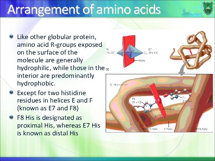 Arrangement of amino acids Like other globular protein, amino acid R-groups exposed on the