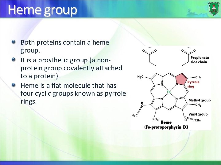 Heme group Both proteins contain a heme group. It is a prosthetic group (a