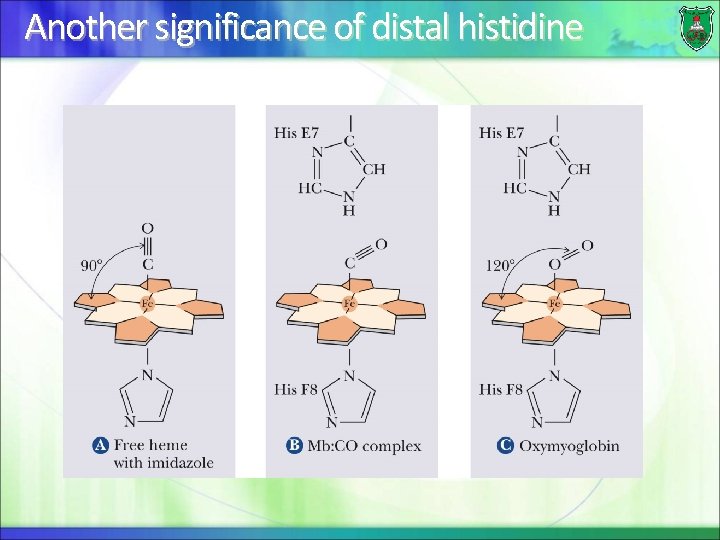 Another significance of distal histidine 