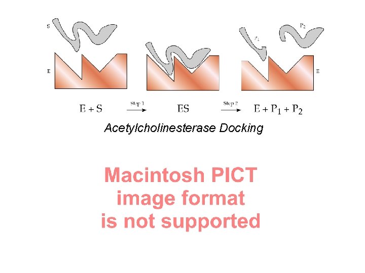 Acetylcholinesterase Docking 