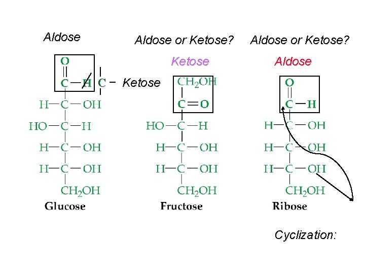 Aldose or Ketose? Ketose C Aldose or Ketose? Aldose Ketose Cyclization: 