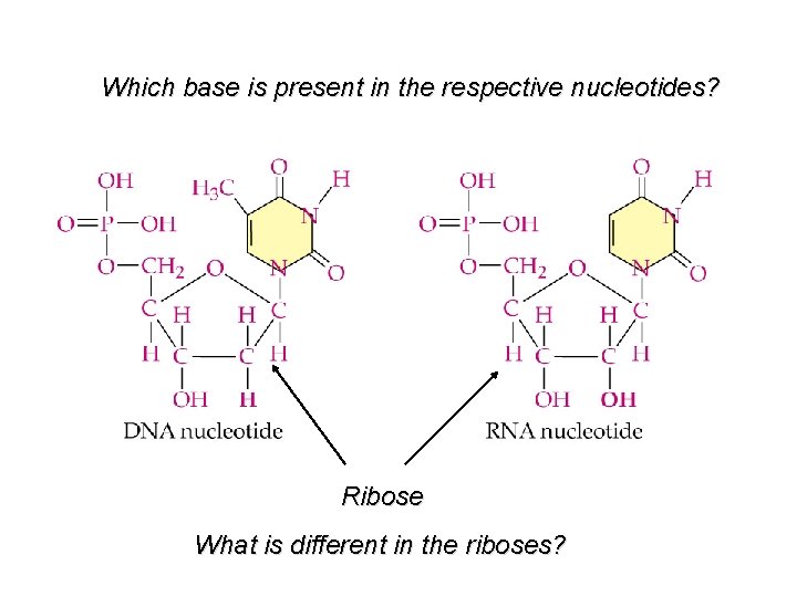 Which base is present in the respective nucleotides? Ribose What is different in the