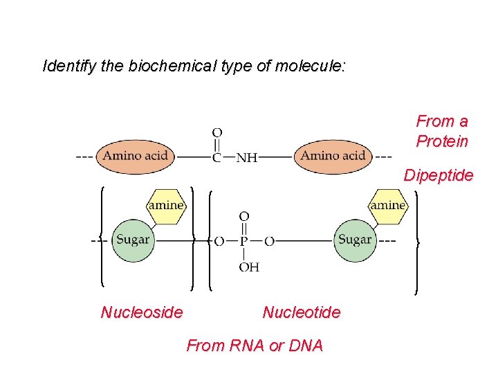 Identify the biochemical type of molecule: From a Protein Dipeptide Nucleoside Nucleotide From RNA