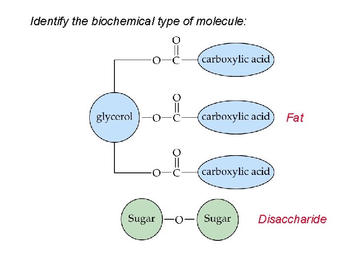 Identify the biochemical type of molecule: Fat Disaccharide 