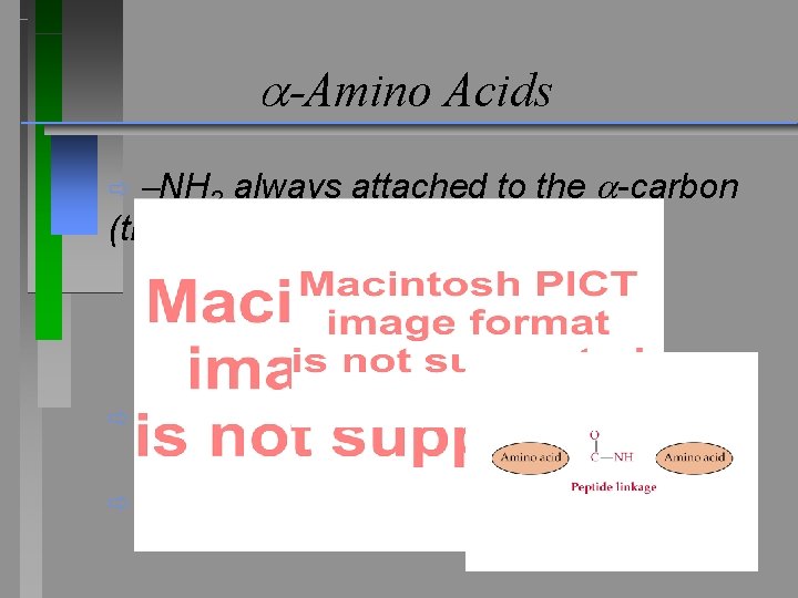  -Amino Acids ð NH 2 always attached to the -carbon (the carbon attached