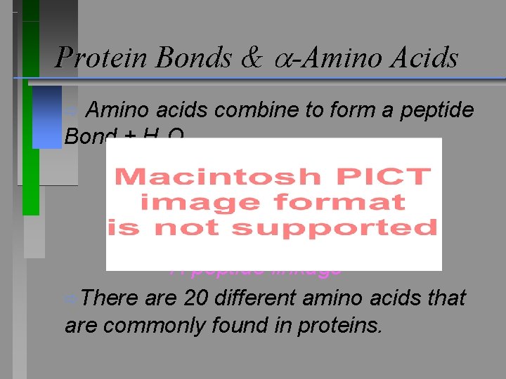 Protein Bonds & -Amino Acids ð Amino acids combine to form a peptide Bond