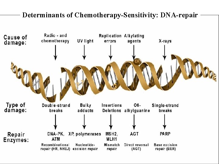 Determinants of Chemotherapy-Sensitivity: DNA-repair 