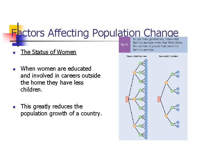 Factors Affecting Population Change n n n The Status of Women When women are