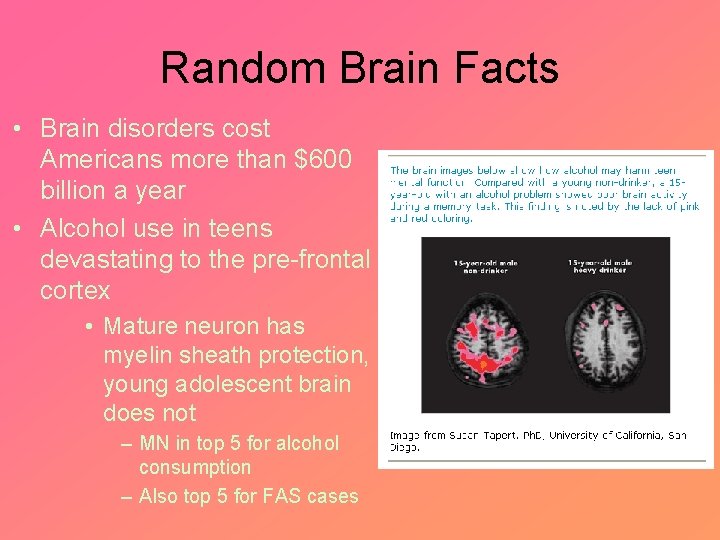 Random Brain Facts • Brain disorders cost Americans more than $600 billion a year