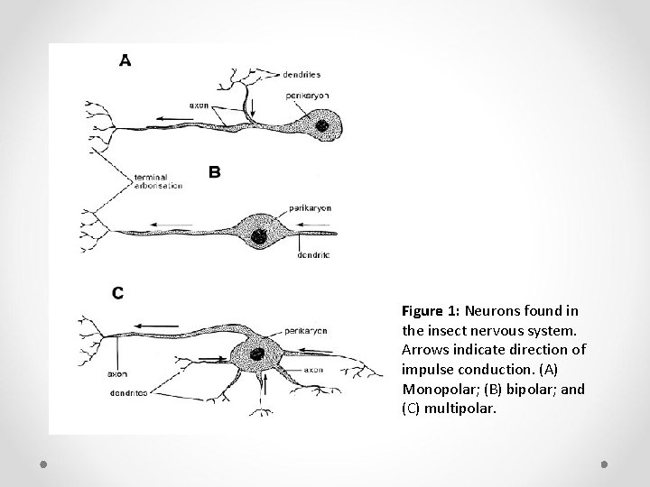 Figure 1: Neurons found in the insect nervous system. Arrows indicate direction of impulse