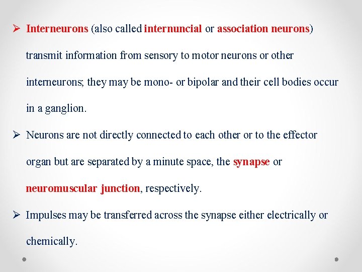 Ø Interneurons (also called internuncial or association neurons) transmit information from sensory to motor