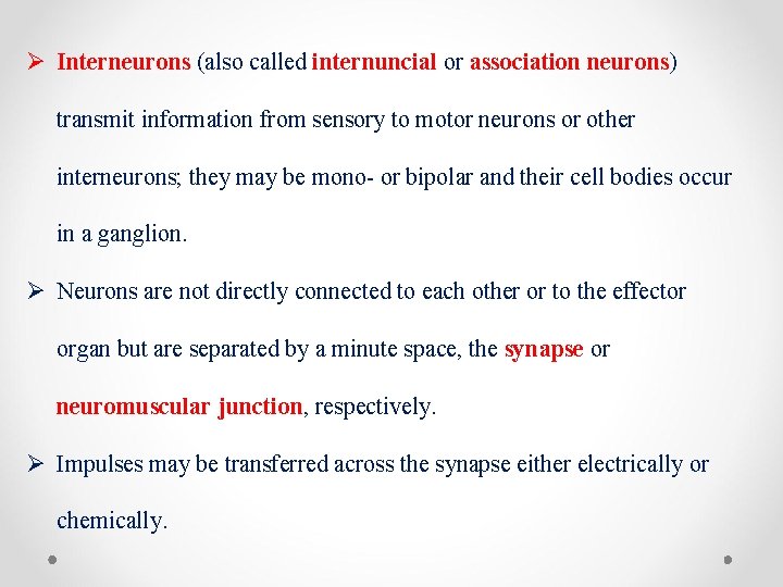 Ø Interneurons (also called internuncial or association neurons) transmit information from sensory to motor