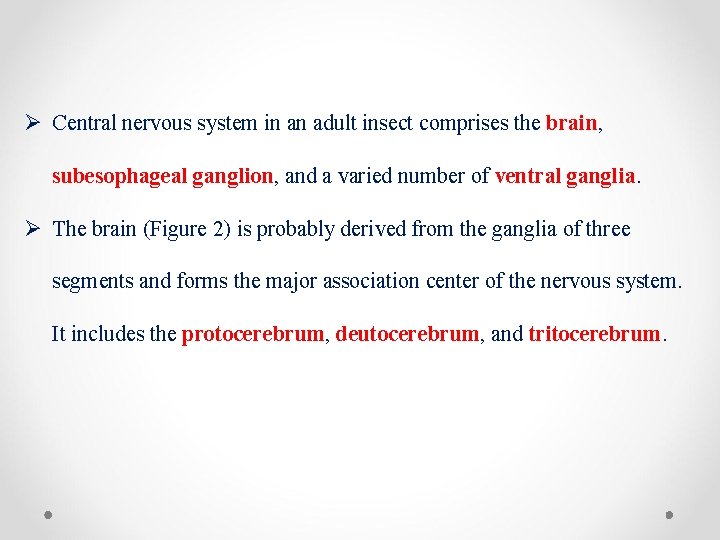 Ø Central nervous system in an adult insect comprises the brain, subesophageal ganglion, and