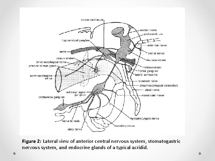 Figure 2: Lateral view of anterior central nervous system, stomatogastric nervous system, and endocrine