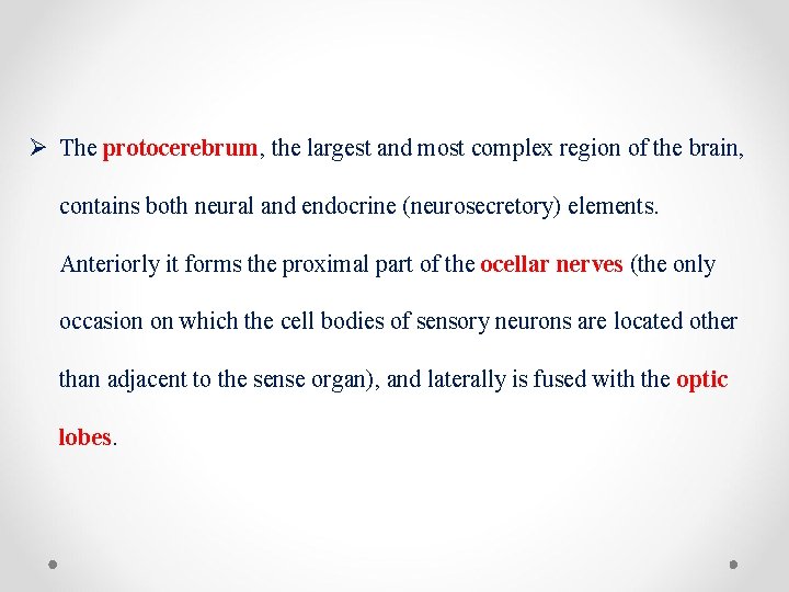 Ø The protocerebrum, the largest and most complex region of the brain, contains both