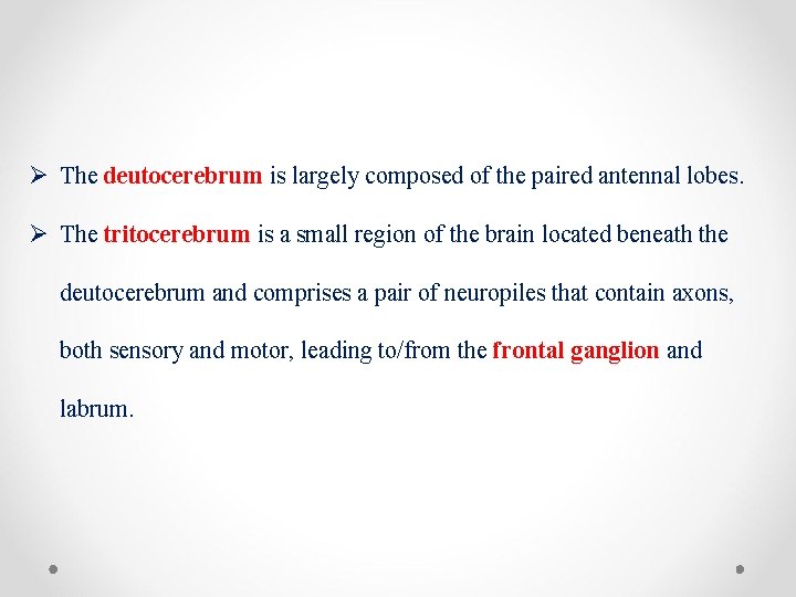 Ø The deutocerebrum is largely composed of the paired antennal lobes. Ø The tritocerebrum