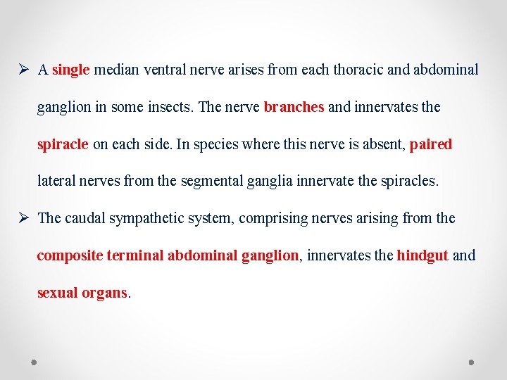 Ø A single median ventral nerve arises from each thoracic and abdominal ganglion in