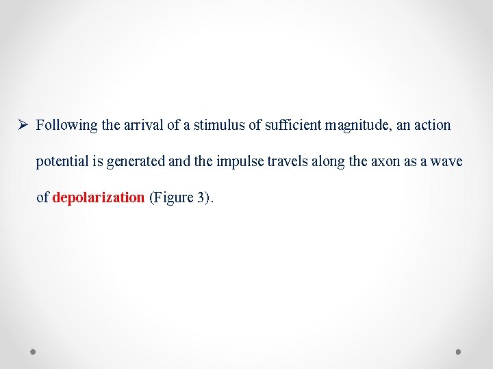 Ø Following the arrival of a stimulus of sufficient magnitude, an action potential is