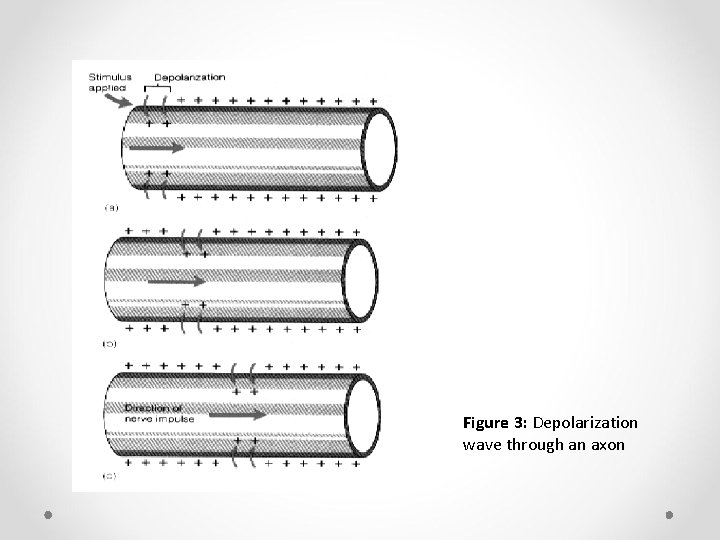 Figure 3: Depolarization wave through an axon 