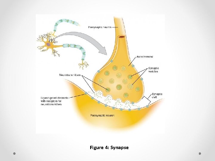 Figure 4: Synapse 