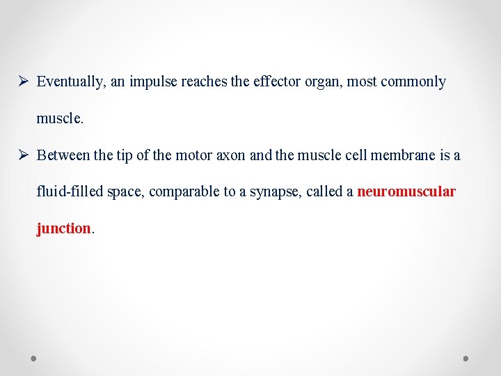 Ø Eventually, an impulse reaches the effector organ, most commonly muscle. Ø Between the