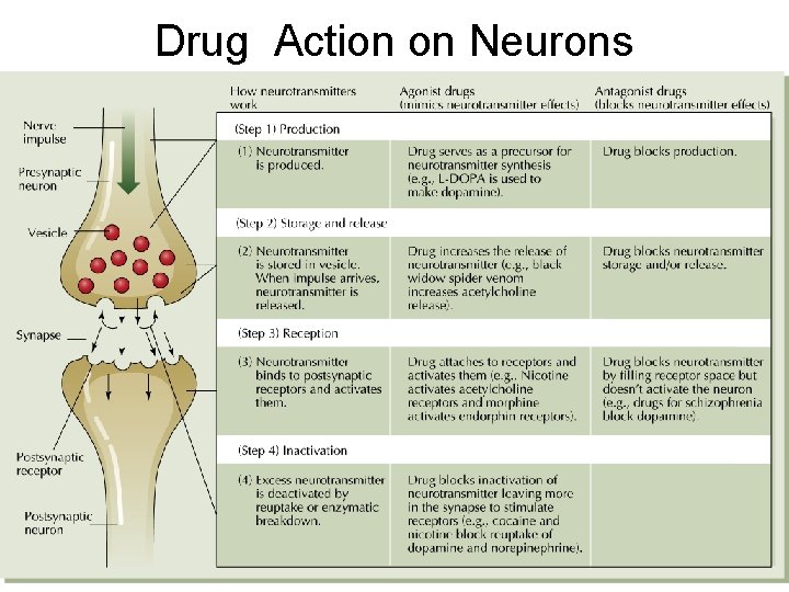 Drug Action on Neurons 
