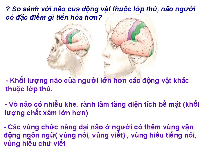 ? So sánh với não của động vật thuộc lớp thú, não người có