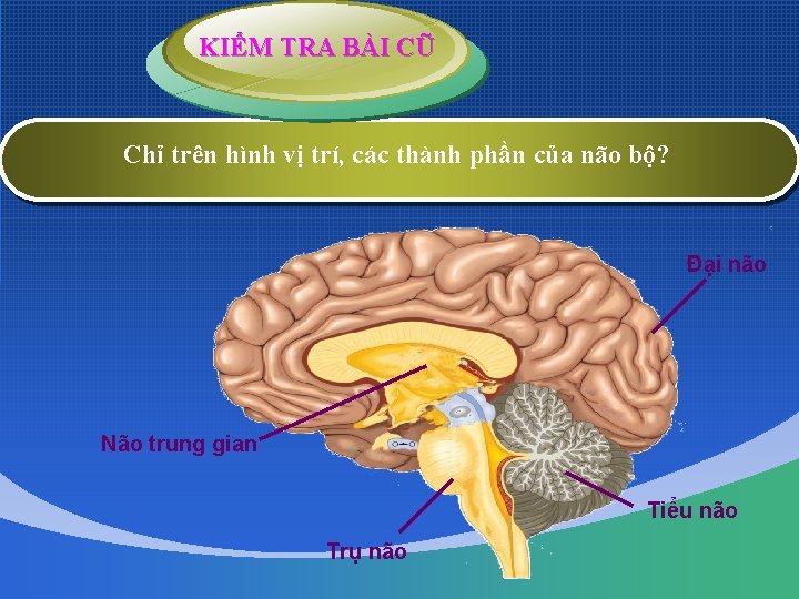 KIỂM TRA BÀI CŨ Chỉ trên hình vị trí, các thành phần của não