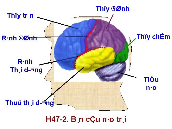 Thïy ®Ønh Thïy tr¸n Thïy chÈm R·nh ®Ønh R·nh Th¸i d ¬ng TiÓu n·o