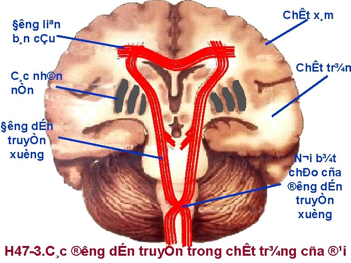 § êng liªn b¸n cÇu C¸c nh©n nÒn § êng dÉn truyÒn xuèng ChÊt