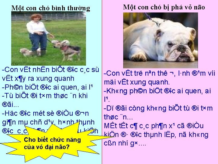 Một con chó bình thường Con vËt nhËn biÕt ® îc c¸c sù vËt