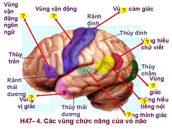 Vùng vận động ? ngôn ngữ Vùng vận động ? Thùy đỉnh Vùng ?