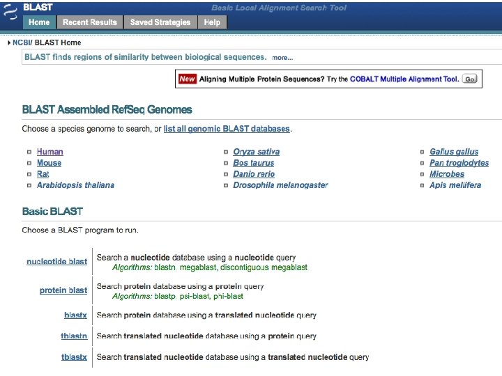Searching on the web: BLAST at NCBI 