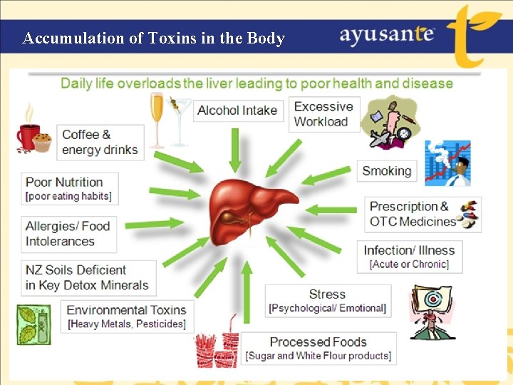 Accumulation of Toxins in the Body 