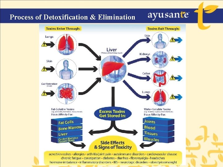 Process of Detoxification & Elimination 