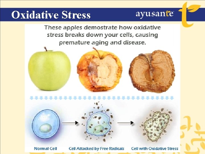Oxidative Stress 