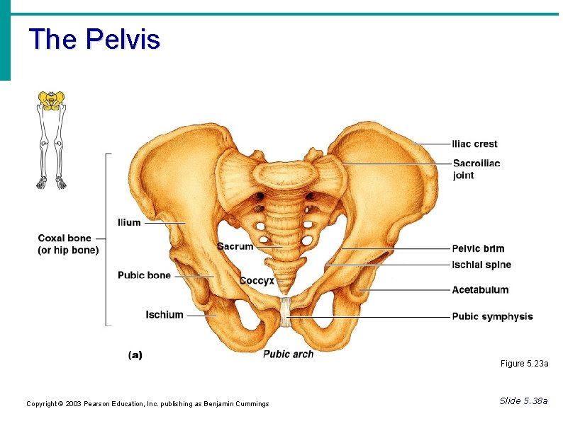 The Pelvis Figure 5. 23 a Copyright © 2003 Pearson Education, Inc. publishing as The Pelvis Figure 5. 23 a Copyright © 2003 Pearson Education, Inc. publishing as