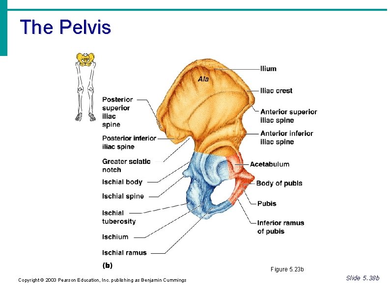 The Pelvis Figure 5. 23 b Copyright © 2003 Pearson Education, Inc. publishing as The Pelvis Figure 5. 23 b Copyright © 2003 Pearson Education, Inc. publishing as