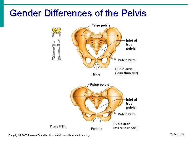 Gender Differences of the Pelvis Figure 5. 23 c Copyright © 2003 Pearson Education, Gender Differences of the Pelvis Figure 5. 23 c Copyright © 2003 Pearson Education,